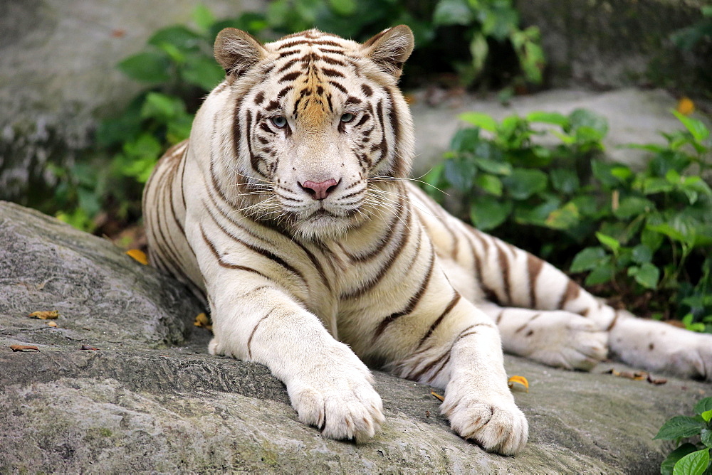 White Bengal tiger (Panthera tigris tigris) lying on rock, adult resting, portrait, captive, native to India