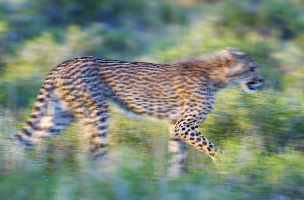 Cheetah (Acinonyx jubatus), subadult female, walking during the rainy season in green surroundings, blurred effect by panning the camera, Kalahari Desert, Kgalagadi Transfrontier Park, South Africa, Africa