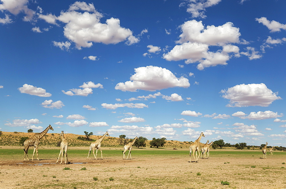 Southern Giraffes (Giraffa giraffa), herd gathered at rainwater pool in the Auob riverbed, rainy season with green surroundings and cumulus clouds, Kalahari Desert, Kgalagadi Transfrontier Park, South Africa, Africa