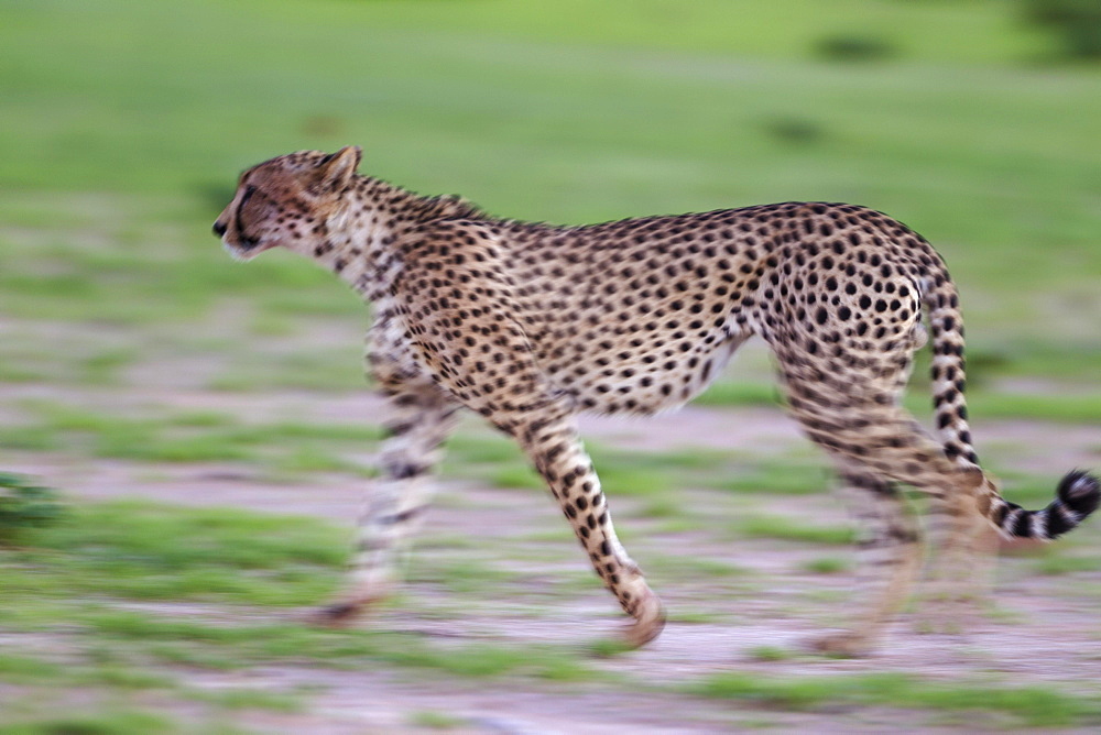 Cheetah (Acinonyx jubatus), walking during the rainy season in green surroundings, Kalahari Desert, Kgalagadi Transfrontier Park, South Africa, Africa