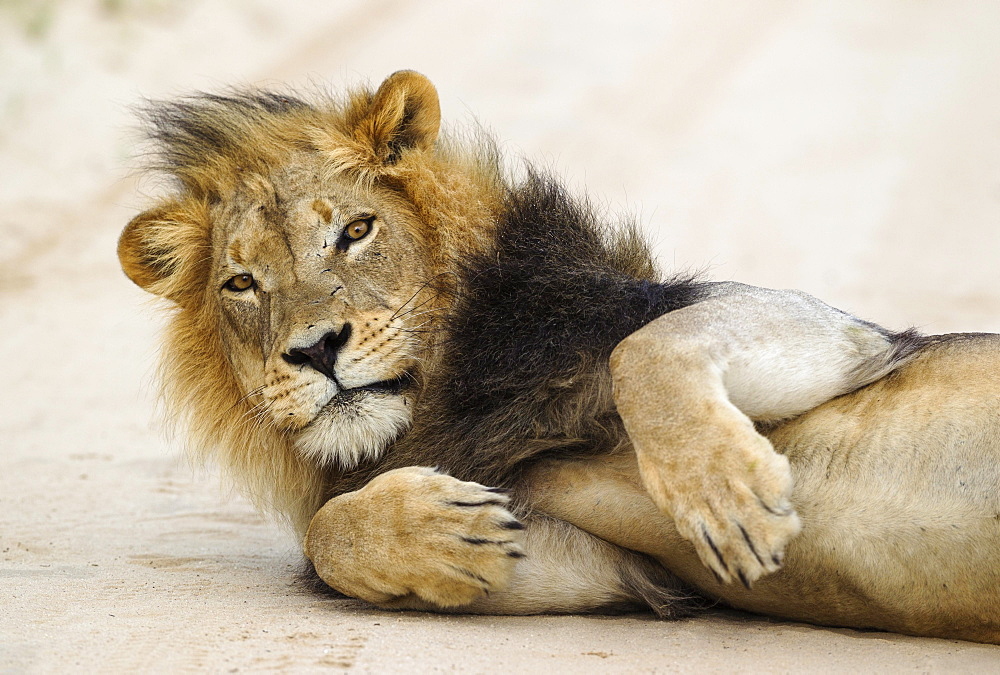 Lion (Panthera leo), black-maned Kalahari male, on road, Kalahari Desert, Kgalagadi Transfrontier Park, South Africa, Africa