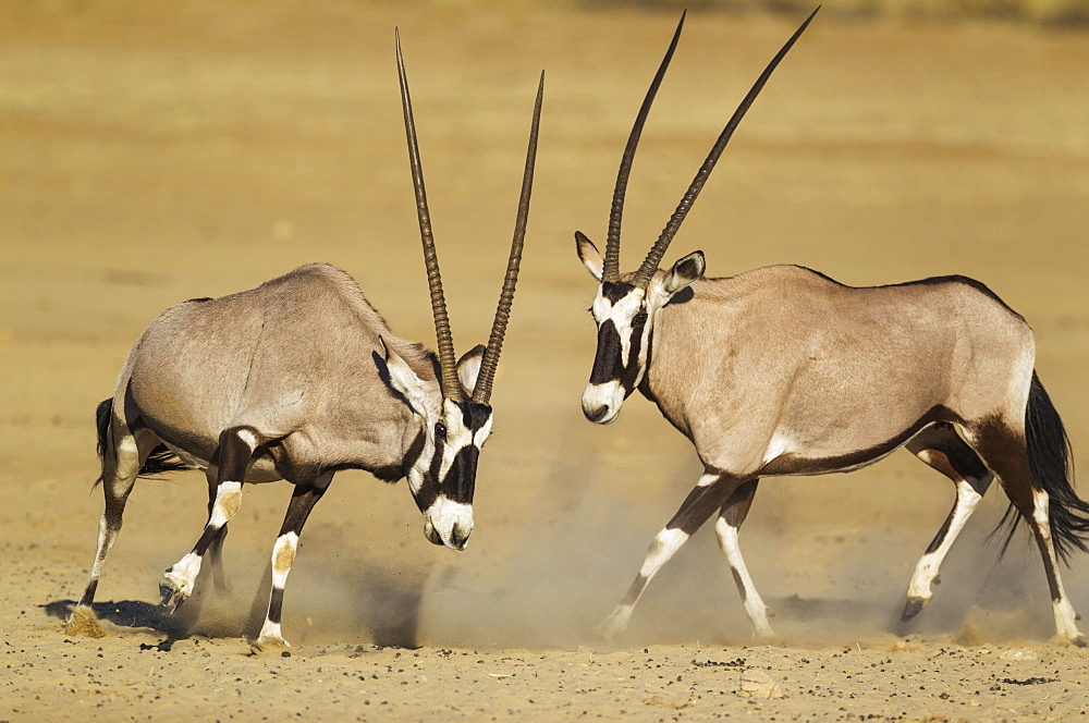 Gemsboks (Oryx gazella), fighting females, Kalahari Desert, Kgalagadi Transfrontier Park, South Africa, Africa