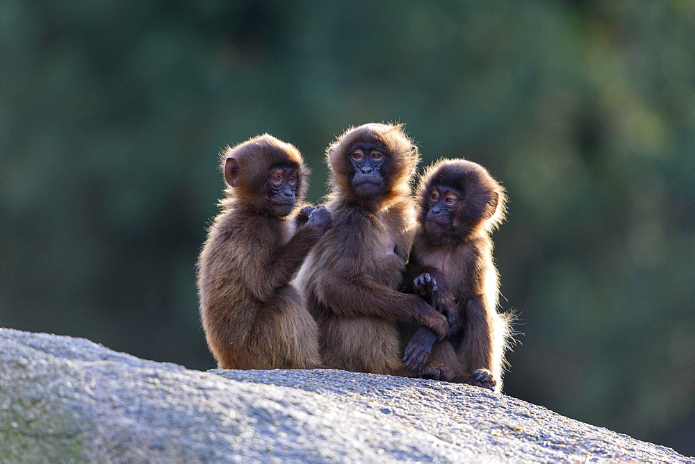 Geladas (Theropithecus gelada), young animals sit together on rocks, backlight, captive