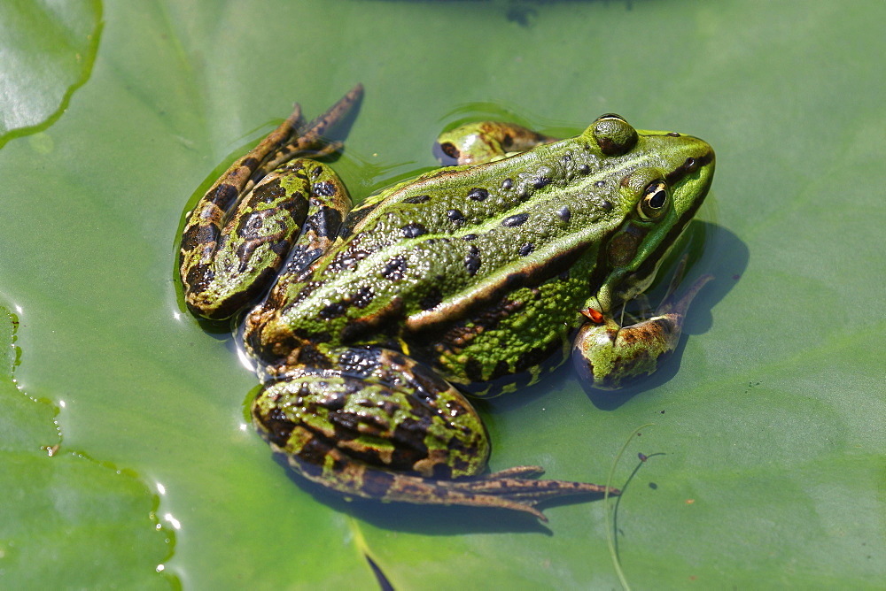 Edible frog (Pelophylax esculentus) sunbathing water lily pad, Schleswig-Holstein, Germany, Europe