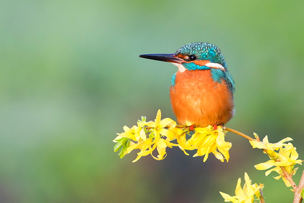 Kingfisher (Alcedo atthis) on forsythia branch, Hesse, Germany, Europe