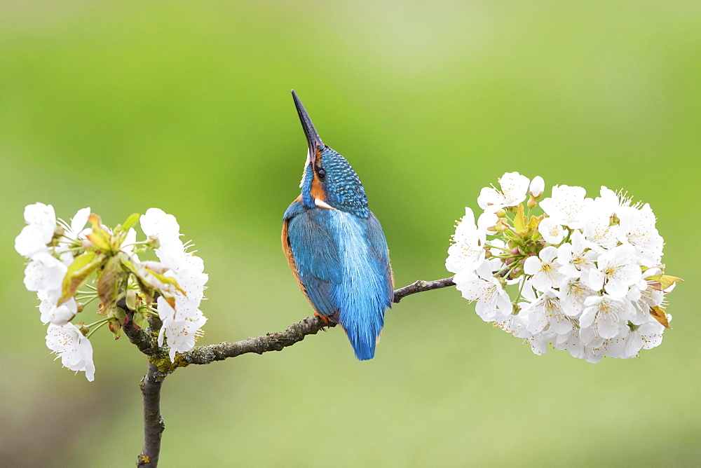 Kingfisher (Alcedo atthis) sitting on blooming branch, wild cherry (Prunus avium), Hesse, Germany, Europe