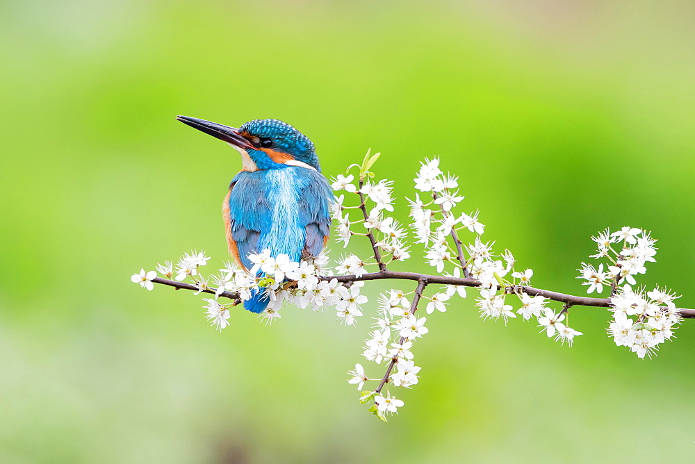 Kingfisher (Alcedo atthis), male on blackthorn branch, Hesse, Germany, Europe