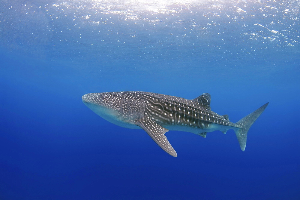 Whale Shark (Rhincodon typus), Bohol Sea, Cebu, Philippines, Asia