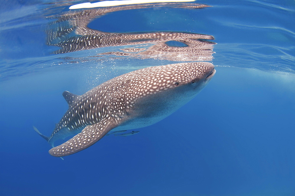 Whale Shark (Rhincodon typus), Bohol Sea, Oslob, Cebu, Philippines, Asia