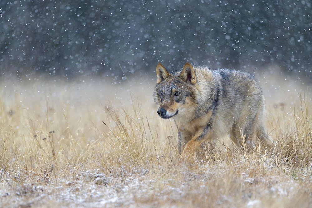 Gray wolf (Canis lupus), runs across a meadow in heavy snowfall, National Park Little Fatra, Slovakia, Europe