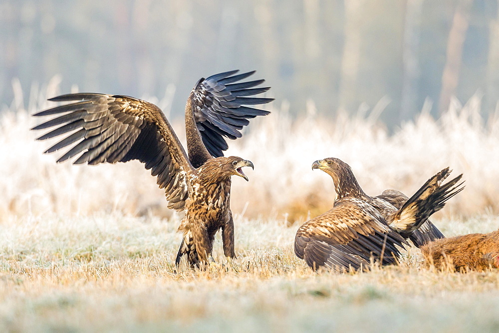 Two young eagles (Haliaeetus albicilla), fighting on the ground, with dead deer, Masuria, Poland, Europe