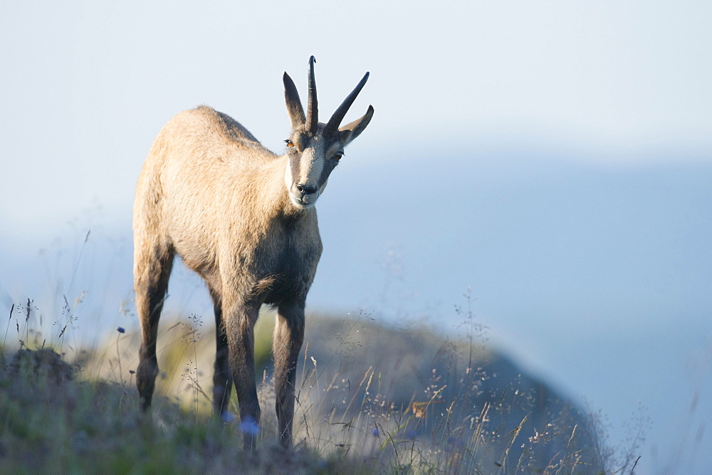 Chamois (Rupicapra rupicapra), Vosges, Alsace-Lorraine, France, Europe