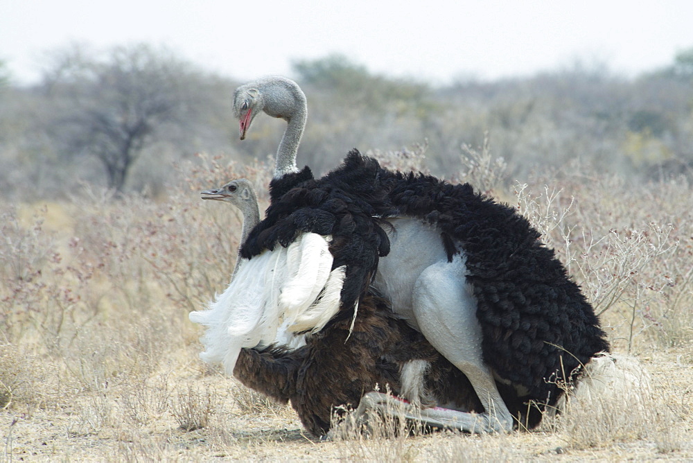 African ostriches (Struthio camelus), mating, Etosha National Park, Namibia, Africa