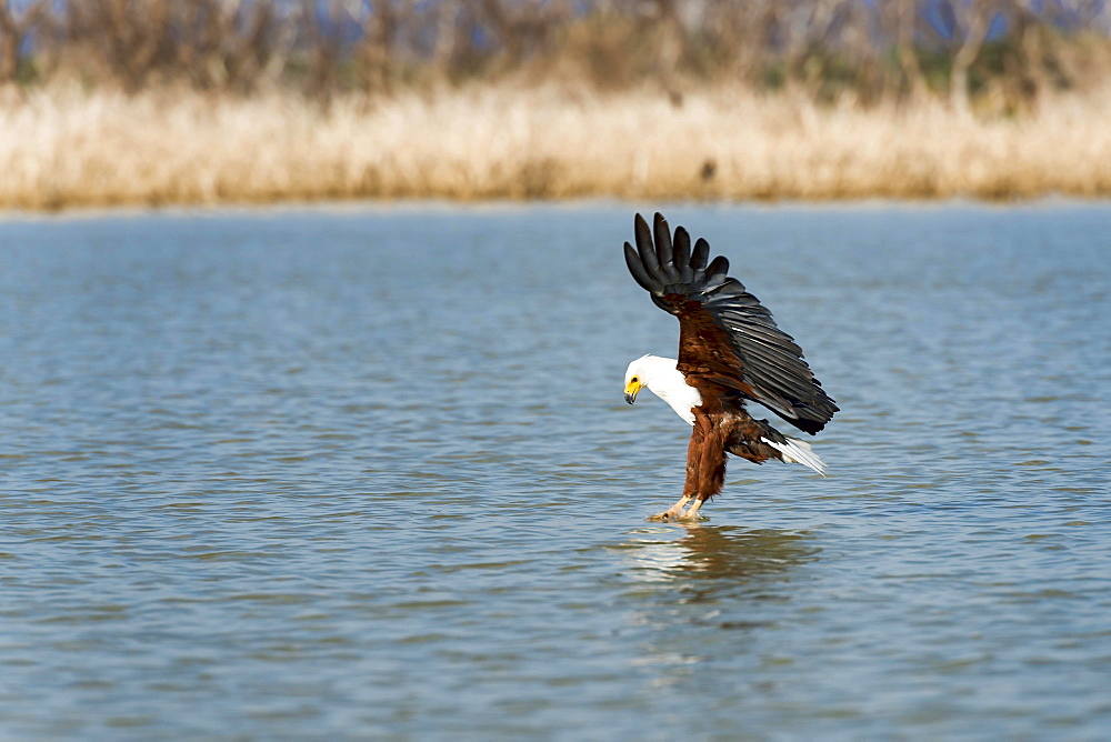 African fish eagle (Haliaeetus vocifer) catching prey in water, Lake Baringo, Kenya, Africa