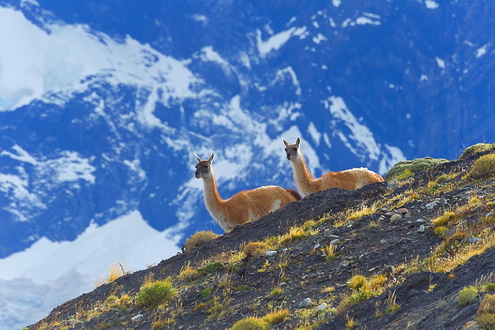 Guanacos (Lama guanicoe) on a ridge, Torres del Paine National Park, Chilean Patagonia, Chile, South America