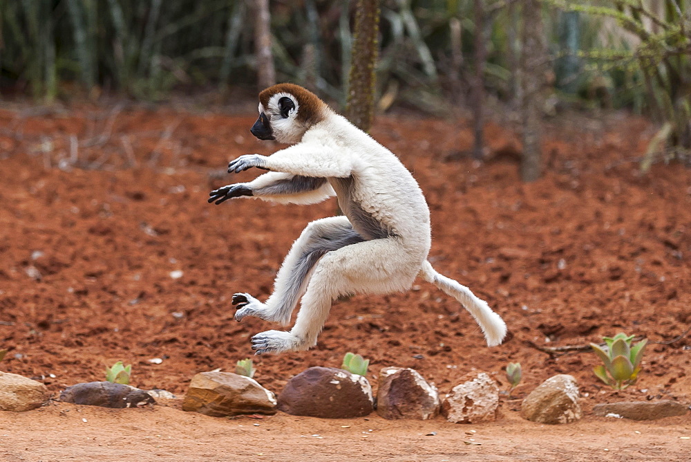 Jumping Verreaux's sifaka (Propithecus verreauxi), Berenty, Madagascar, Africa