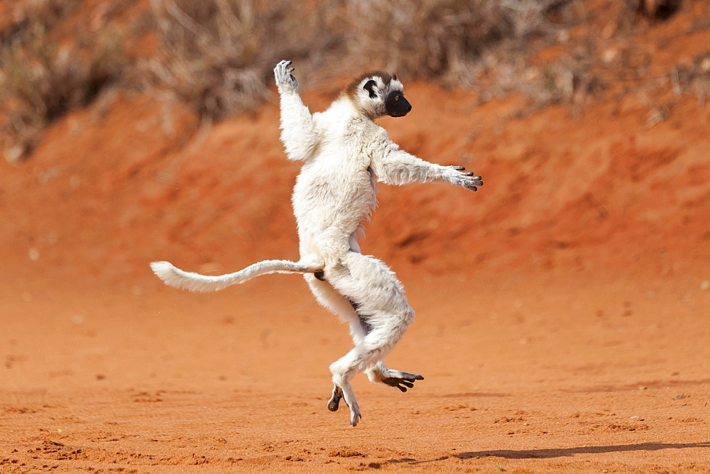 A ""dancing"" Verreaux's Sifaka or White Sifaka (Propithecus verreauxi), Madagascar, Africa