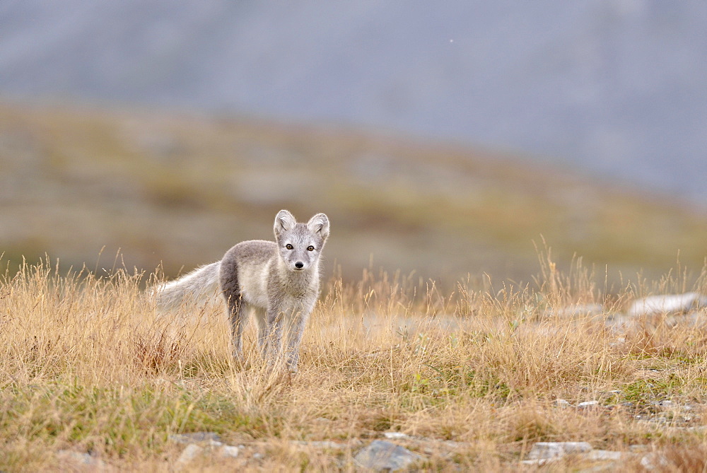 Arctic fox (Vulpes lagopus, Alopex lagopus), young in Fjell, Dovrefjell-Sunndalsfjella National Park, Norway, Europe