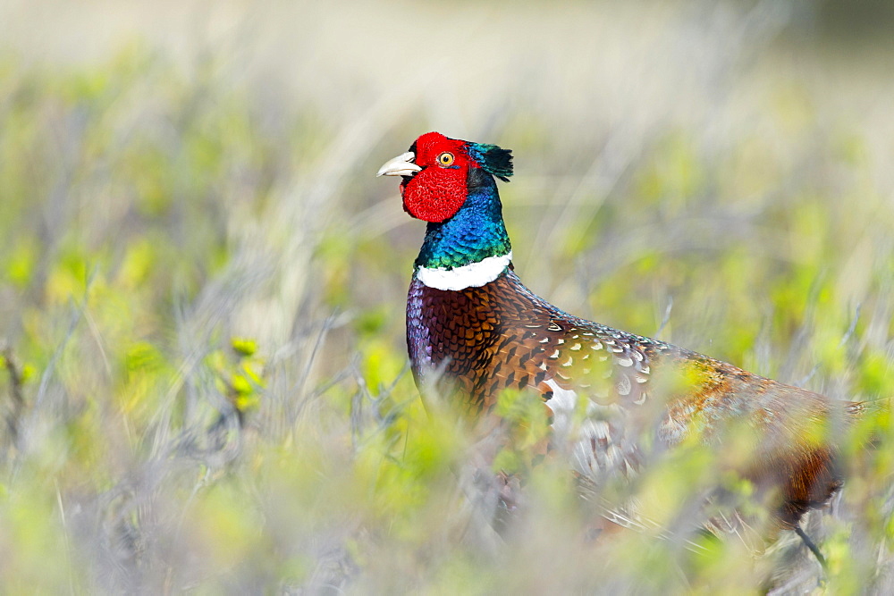 Pheasant (Phasianus colchicus), Westerland, Schleswig-Holstein, Germany, Europe