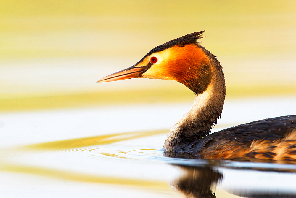 Great Crested Grebe (Podiceps cristatus) in the water, Canton of Vaud, Switzerland, Europe