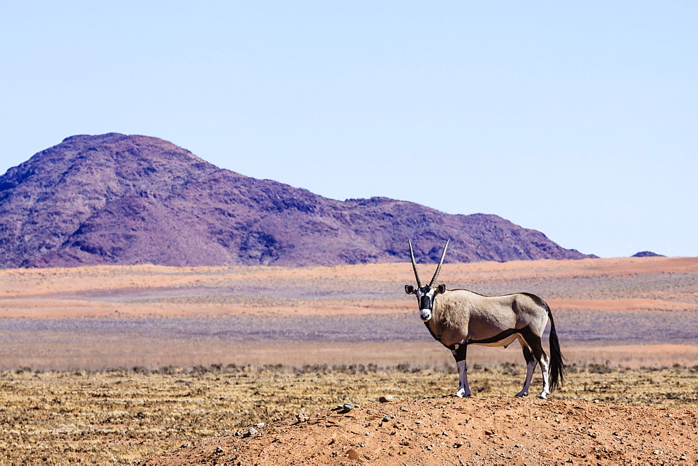 Gemsbock or gemsbuck (Oryx gazella) in Namib Naukluft Park, Namibia, Africa