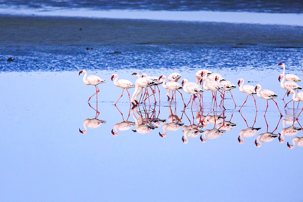 Greater flamingos (Phoenicopterus roseus), Reflection in shallow water, Walvis Bay, Erongo Region, Namibia, Africa