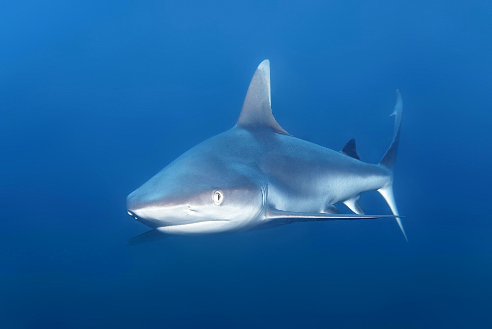 Grey Reef Shark (Carcharhinus amblyrhynchos), Indian Ocean, Maldives, Asia