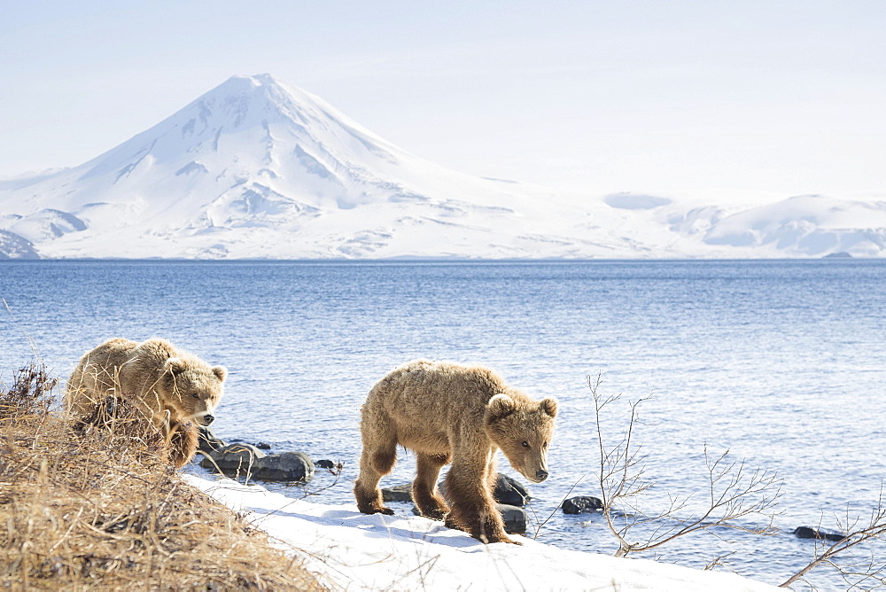 Brown bear (Ursus arctos), young bears walking along the banks, Kamchatka, Russia, Europe