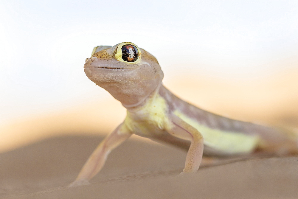 Namib sand gecko (Pachydactylus rangei) in Sand Dune, Namib-Naukluft Park, Namibia, Africa