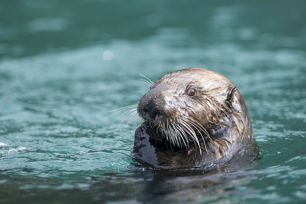 Sea Otter (Enhydra lutris), Kenai Peninsula, Alaska, United States, North America