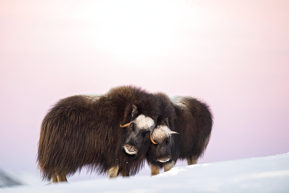 Musk oxes (Ovibos moschatus), mother with young animal in the evening light, Dovrefjell Sunndalsfjella National Park, Norway, Europe