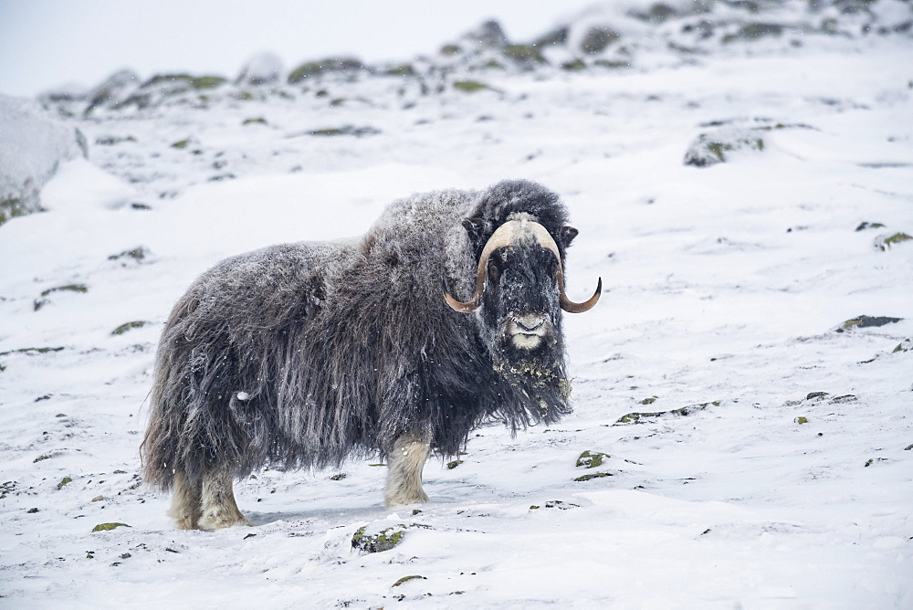 Musk ox (Ovibos moschatus), Male in a Snowstorm, Dovrefjell-Sunndalsfjella National Park, Norway, Europe