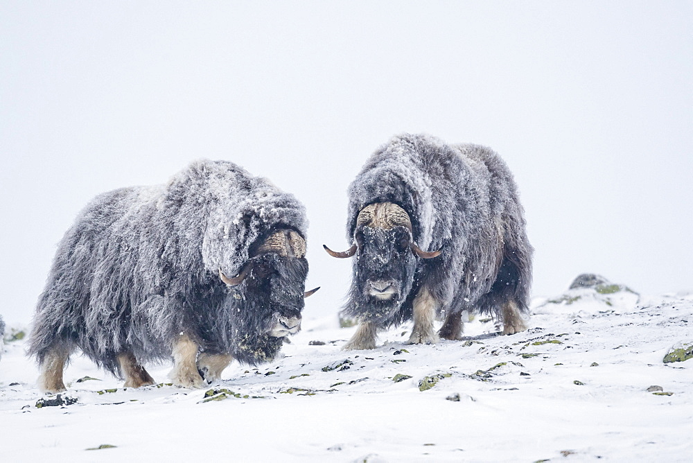 Musk oxes (Ovibos moschatus), two males in a snowstorm, Dovrefjell-Sunndalsfjella National Park, Norway, Europe