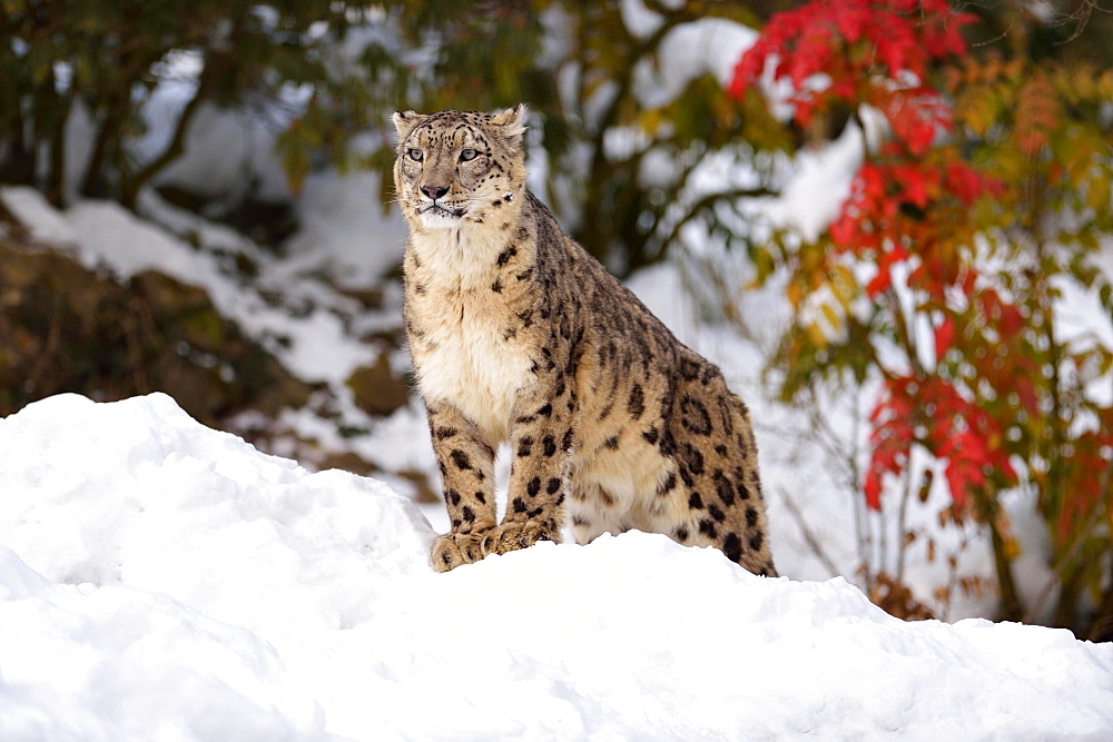 Snow Leopard (Panthera uncia), male, in the snow, captive, Switzerland, Europe