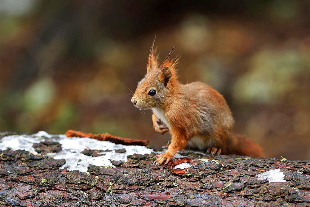 Squirrel (Sciurus vulgaris) on tree trunk, Canton of Graub?nden, Switzerland, Europe