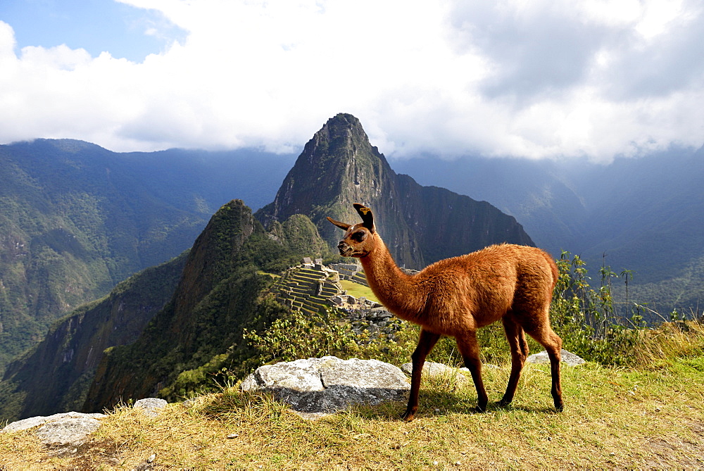 Llama (Lama glama) in front of ruined city, Inca city of Machu Picchu, Huayna Picchu Mountain behind, World Heritage Site, Urubamba, Cusco Province, Peru, South America