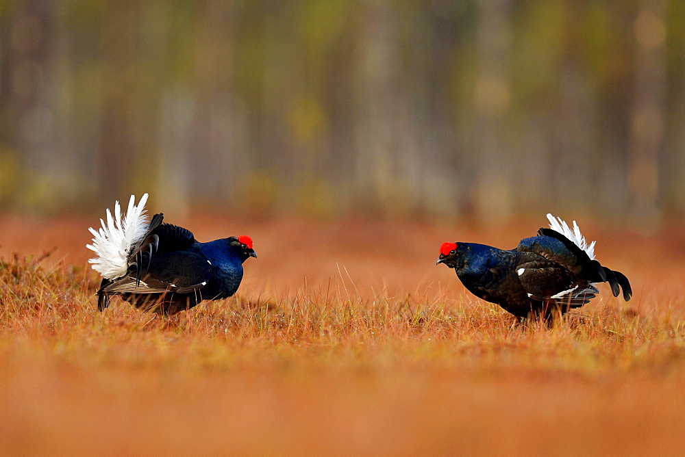 Black grouse, also blackgame or blackcock (Lyrurus tetrix) courting males in fighting stance, Hedmark, Norway, Europe