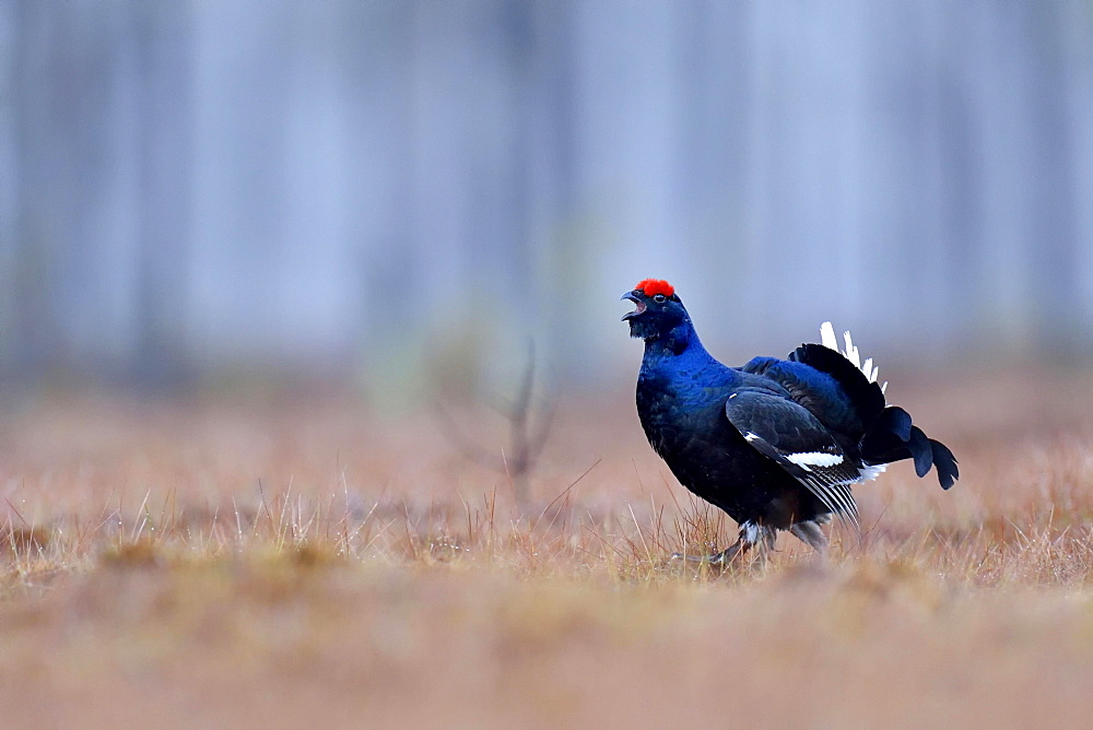 Black grouse, also blackgame or blackcock (Lyrurus tetrix) courting male, Hedmark, Norway, Europe