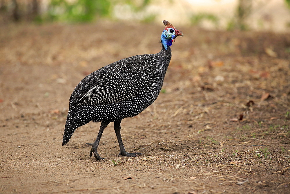 Helmeted Guineafowl (Numida meleagris), adult, Kruger National Park, South Africa, Africa