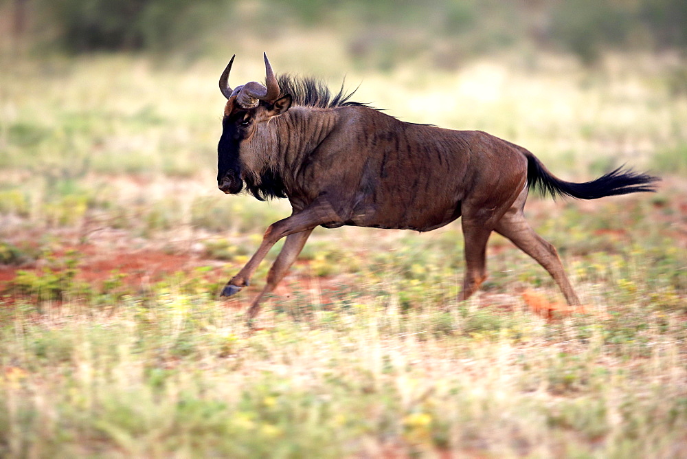 Blue Wildebeest (Connochaetes taurinus), adult, running, Tswalu Game Reserve, Kalahari Desert, North Cape, South Africa, Africa