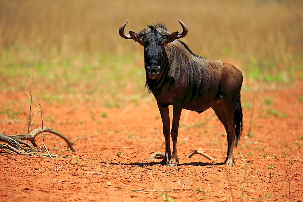 Blue Wildebeest (Connochaetes taurinus), adult, Tswalu Game Reserve, Kalahari Desert, North Cape, South Africa, Africa