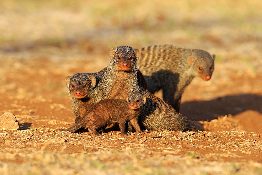 Banded Mongoose (Mungos mungo), mongoose family with pup, at the den, Kruger National Park, South Africa, Africa