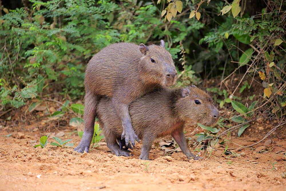 Capybara (Hydrochoerus hydrochaeris), young animals, on land, social behavior, playing, Pantanal, Mato Grosso, Brazil, South America