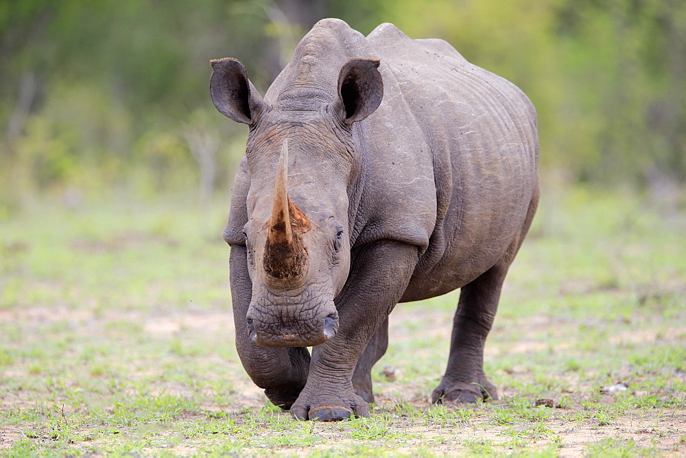 White rhinoceros (Ceratotherium simum), adult, running, Pachyderm, Sabi Sand Game Reserve, Kruger National Park, South Africa, Africa