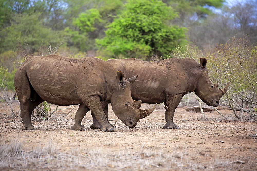 Two White rhinoceroses (Ceratotherium simum), adult, two males, pachyderms, Kruger National Park, South Africa, Africa