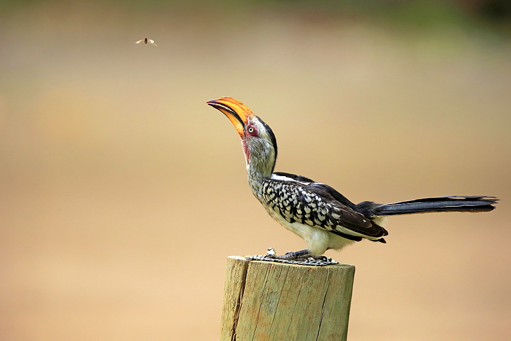 Southern Yellow-billed Hornbill (Tockus leucomelas), adult, sits on pole, Kruger National Park, South Africa, Africa