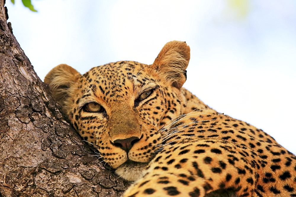 Leopard (Panthera pardus), adult, on tree, resting, animal portrait, Sabi Sand Game Reserve, Kruger National Park, South Africa, Africa