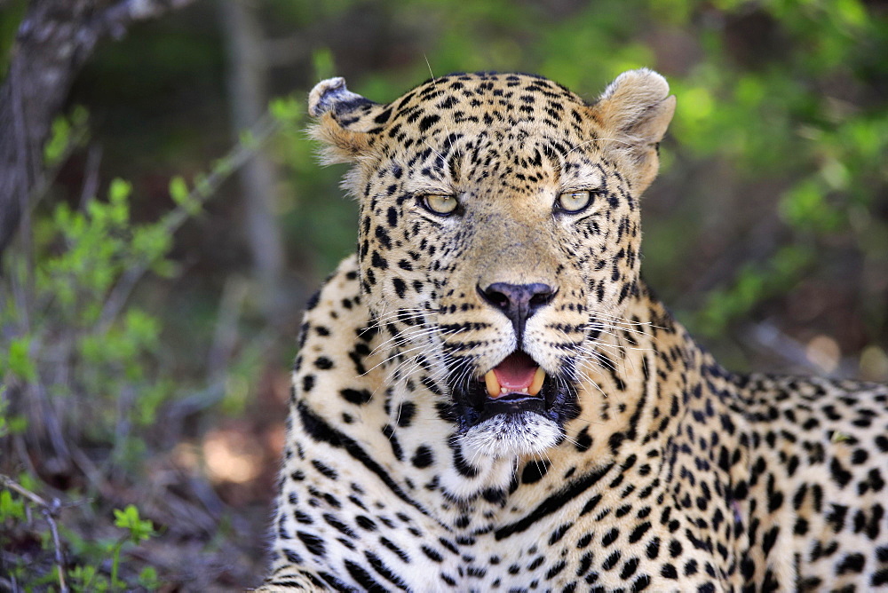 Leopard (Panthera pardus), adult, lying on the ground, attentive, observing, animal portrait, Sabi Sand Game Reserve, Kruger National Park, South Africa, Africa