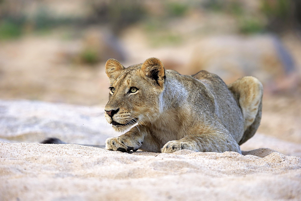 Lion (Panthera leo), adult female, attentive, observing, in dry riverbed, Sabi Sand Game Reserve, Kruger National Park, South Africa, Africa