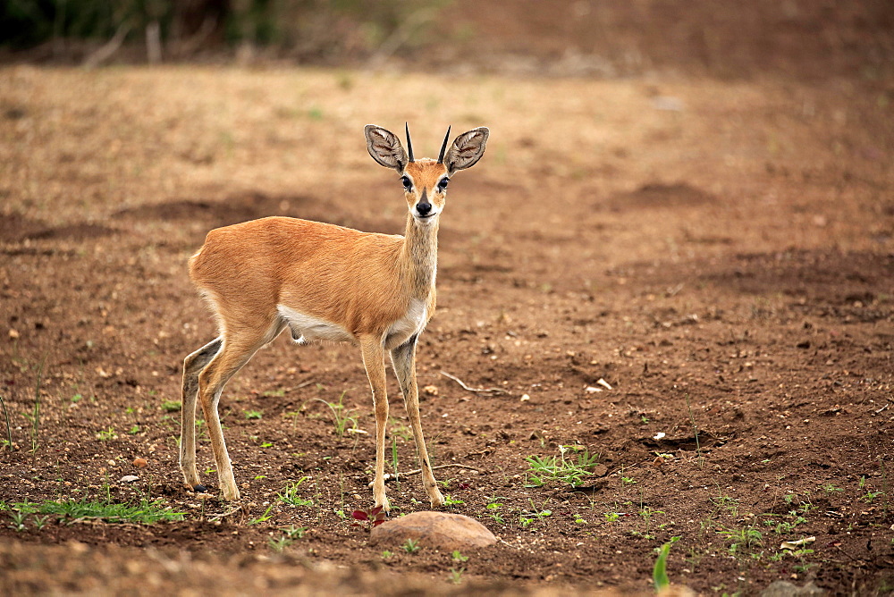 Steenboks (Raphicerus campestris), adult male, attentive, Kruger National Park, South Africa, Africa